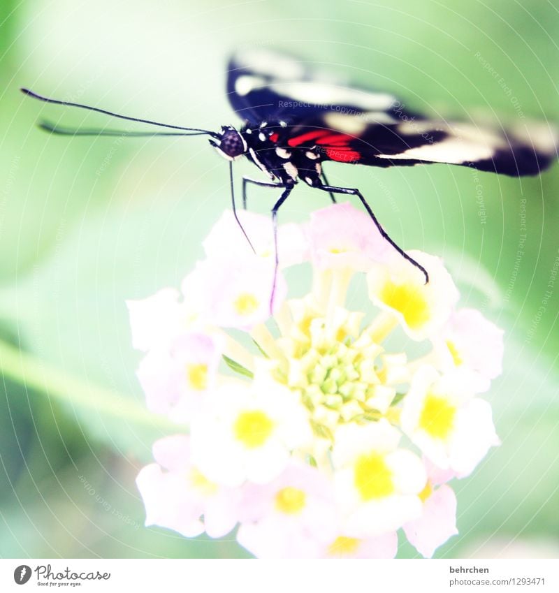 sau(g)stark Natur Pflanze Tier Frühling Sommer Schönes Wetter Blume Blatt Blüte Garten Park Wiese Wildtier Schmetterling Tiergesicht Flügel Facettenauge 1