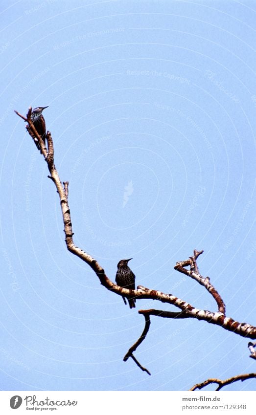 warten Rabenvögel Geier Birke Krähe Vogel Baum Blatt Winter Herbst hocken kalt hockend schlechtes Wetter Wolken ruhig Erholung Trauer Langeweile Pause