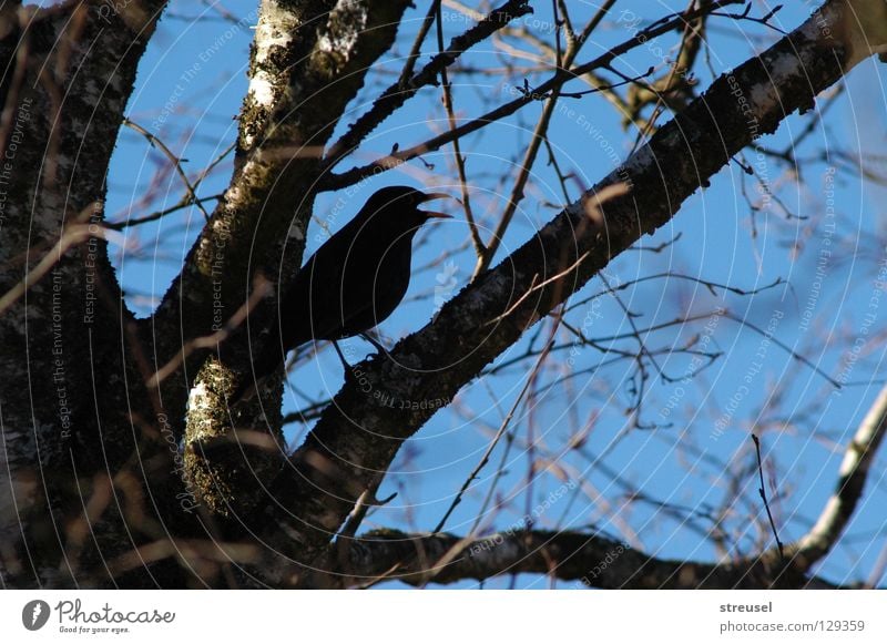 Lied der Amsel Freude Freiheit sprechen Umwelt Natur Luft Himmel Frühling Sommer Schönes Wetter Baum Vogel Brunft beobachten hören sitzen frei Fröhlichkeit blau