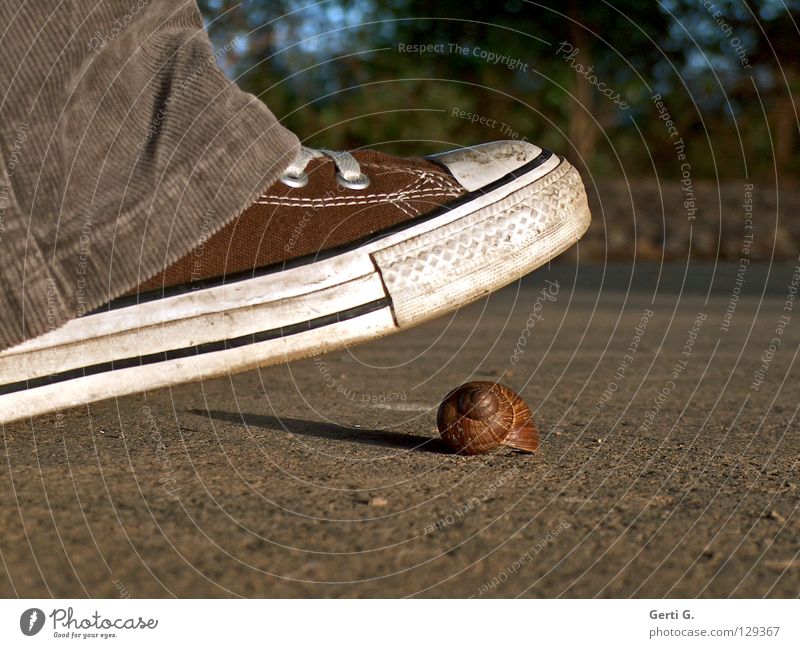 symbolizer Wachsamkeit Kontrolle Vorsicht achtsam treten zerquetschen Schuhe Chucks Turnschuh Symbole & Metaphern retten braun Haus Schneckenhaus