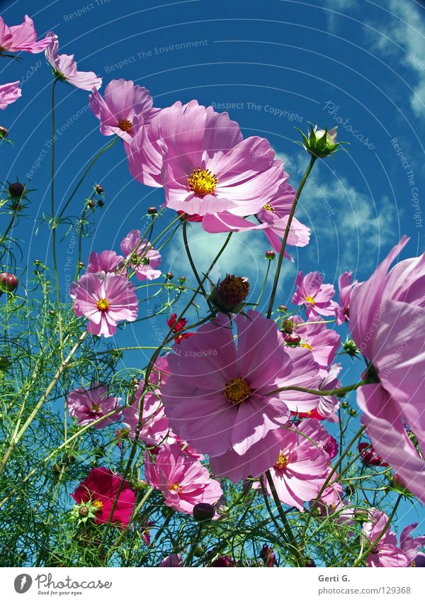 easybeasy Freude schön Wohlgefühl Zufriedenheit Sommer Gartenarbeit Pflanze Himmel Wolken Frühling Herbst Schönes Wetter Wind Wärme Blume Blüte Schmuck Bewegung