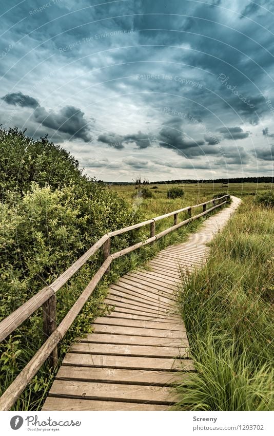 Umschwung Ferien & Urlaub & Reisen Tourismus Ausflug wandern Natur Landschaft Pflanze Himmel Wolken Sommer schlechtes Wetter Baum Gras Sträucher Eifel