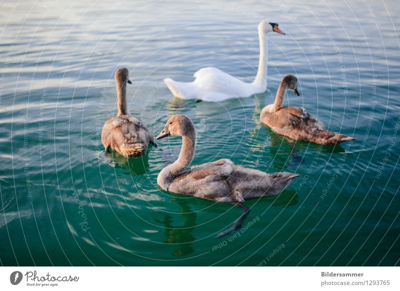 . Natur Tier Wasser Sommer Teich See Wildtier Schwan 4 Tiergruppe Tierjunges Tierfamilie Schwimmen & Baden Wachstum Aggression ästhetisch bedrohlich hässlich