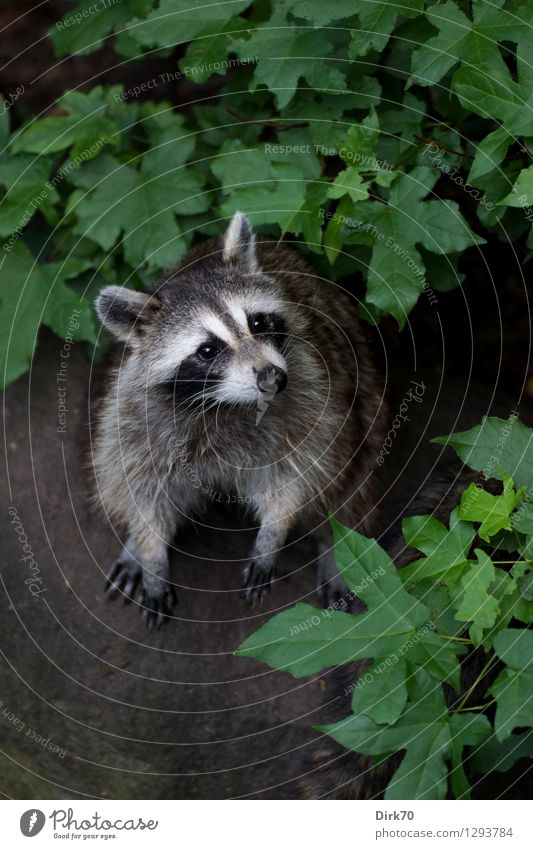 Who, ME? Umwelt Natur Tier Erde Baum Blatt Park Wald Teich See Bach New York City Manhattan Stadt Sehenswürdigkeit Central Park Wildtier Tiergesicht Säugetier