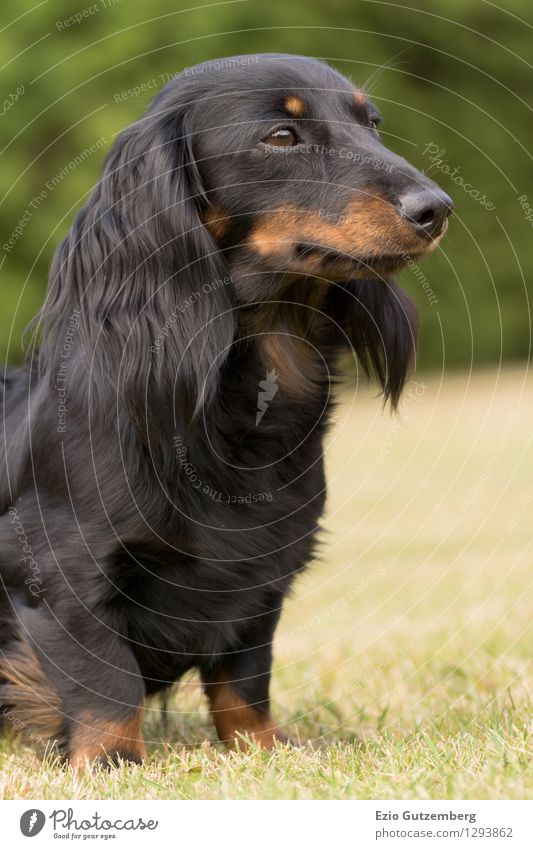 junger Zwergdackel auf der Wiese Natur Gras Grünpflanze Garten Tier Haustier Hund 1 Tierjunges beobachten hocken Blick sitzen warten schön braun grün schwarz