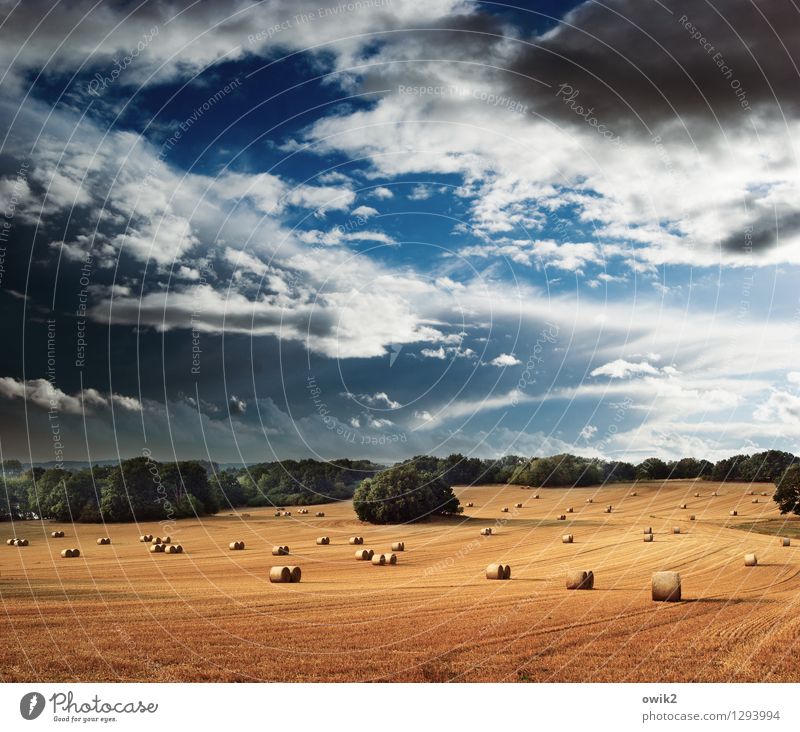 Feldzug Umwelt Natur Landschaft Himmel Wolken Horizont Sommer Klima Schönes Wetter Wärme Pflanze Baum warten groß Idylle Ferne Ernte Strohballen Strohrolle