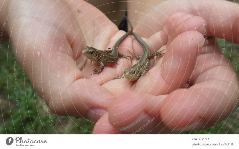 Neugieriger Doppelpack Natur Sonne Sonnenlicht Sommer Schönes Wetter Wald Tier Wildtier Zauneidechse 2 Tierjunges beobachten entdecken Blick sitzen