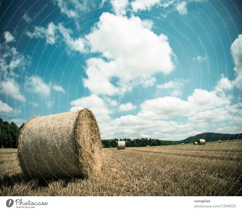 Klassiker Ernährung Wellness Erholung ruhig Duft Ferien & Urlaub & Reisen Ferne Freiheit Umwelt Natur Landschaft Himmel Sonne Klima Wetter Schönes Wetter