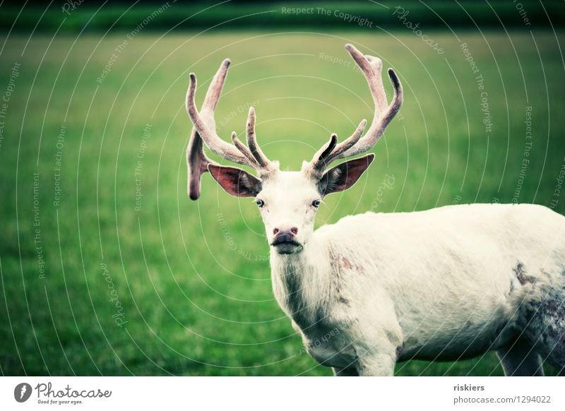 white stag with the blue eyes Wiese Tier Wildtier Hirsche 1 beobachten Blick warten ästhetisch Neugier Coolness Kraft Akzeptanz Wachsamkeit geduldig ruhig