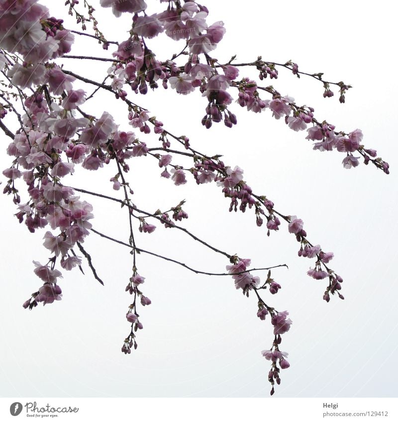 Zweige mit Blüten der im Frühling blühenden Zierkirsche Blühend März April Frühblüher Geäst verzweigt mehrere lang dünn gekrümmt krumm Froschperspektive Wolken