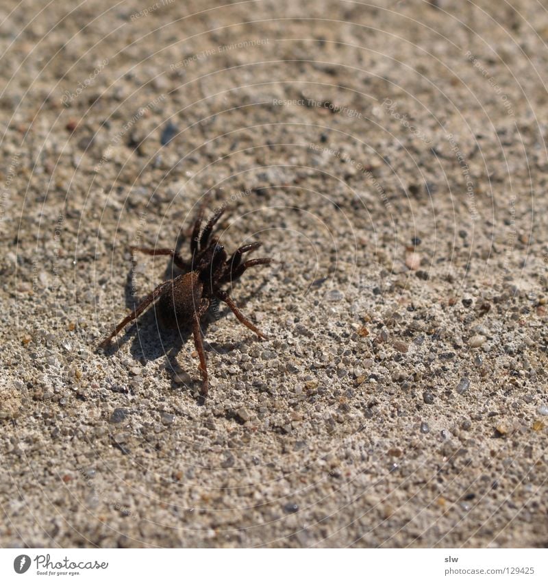 Spinne Spinnennetz Gras Beton krabbeln beobachten Netz Minispinne Straße Bodenbelag