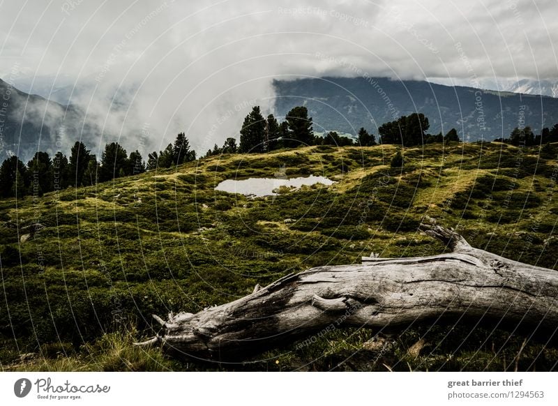 Karge Alpenlandschaft Umwelt Natur Landschaft Tier Erde Himmel Wolken Frühling Sommer Wetter schlechtes Wetter Nebel Pflanze Baum Wiese Feld Felsen