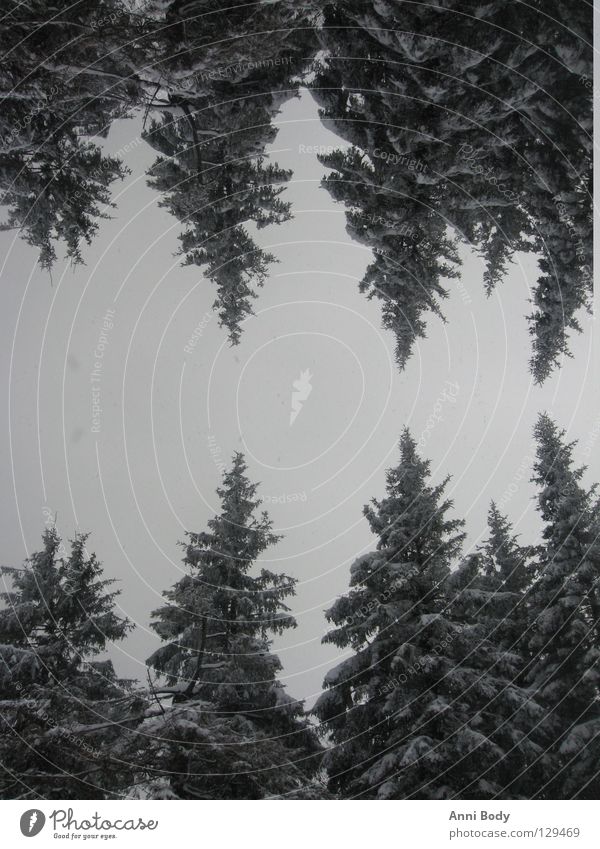 Doppelt so kalt Wald Tanne Winter Baum Schnee Tannen mit Schnee Bäume mit Schnee kalte Jahreszeit