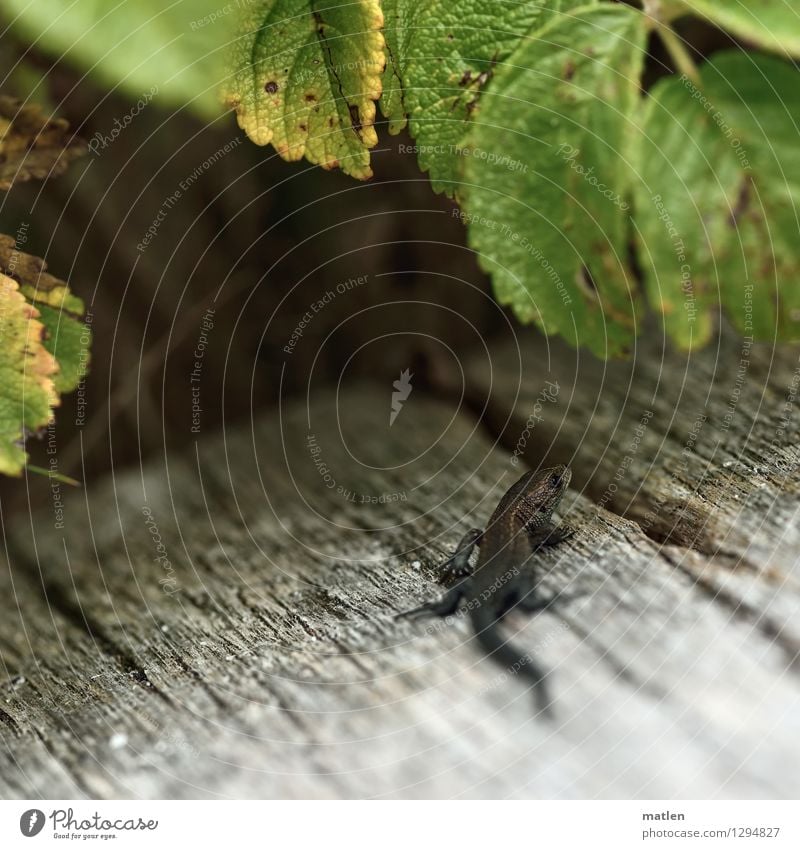 kleiner Drache Tier Wildtier Schuppen Krallen 1 Holz natürlich braun gelb grau grün Waldeidechse Sonnenbad Brombeeren Holzbrett Baby Farbfoto Gedeckte Farben