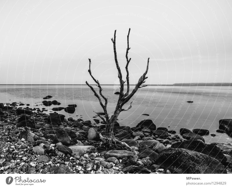 tristesse Umwelt Natur Landschaft Urelemente Wasser Himmel Baum alt maritim Meer Küste kahl Umweltverschmutzung Tod grau Wasseroberfläche Horizont Stein Ostsee