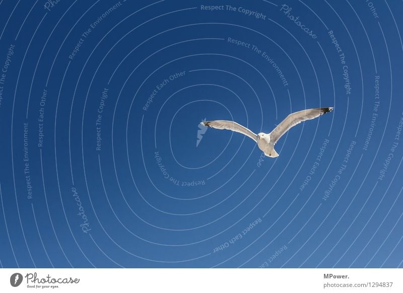 möwe Tier Vogel 1 Geschwindigkeit schön Möwe Feder himmelblau Himmel Flugzeuglandung weiß Urlaubsfoto Badeurlaub Farbfoto Außenaufnahme Menschenleer