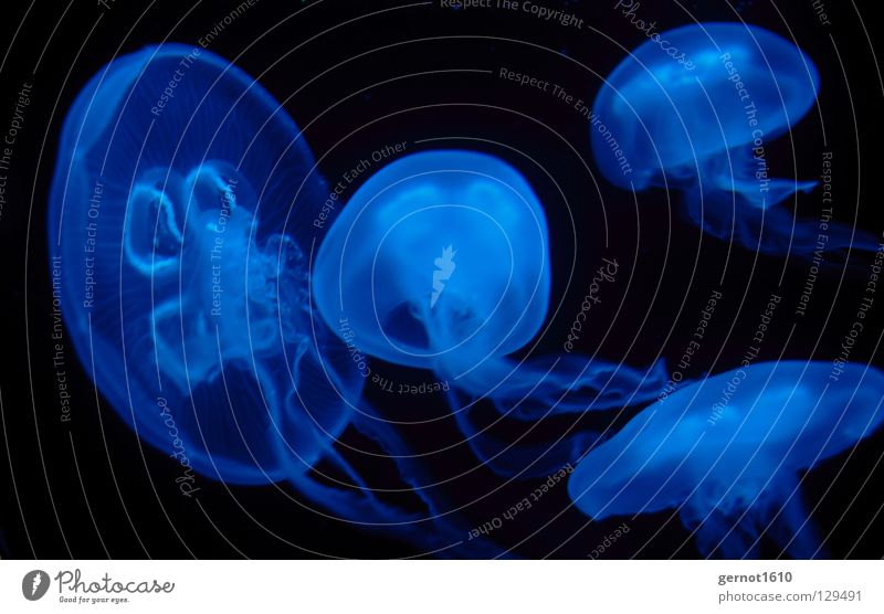 ALIEN 2 Qualle weiß schwarz Im Wasser treiben Unterwasseraufnahme Gift Ekel weich schmierig Tentakel fatal Sommer Badestelle Strand brennen Schweben Meer