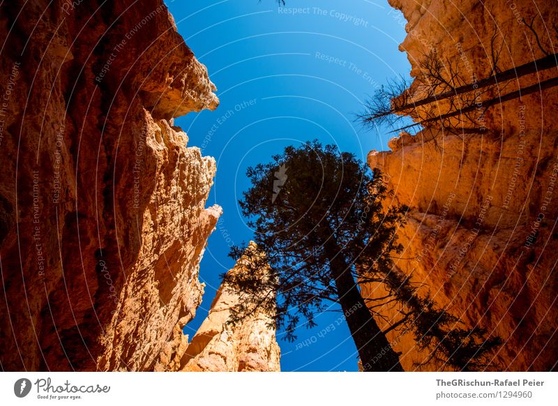 bryce Umwelt Natur Landschaft Erde Sand Himmel Wolkenloser Himmel blau braun gelb gold orange schwarz weiß Baum Schatten Felsen Gesteinsformationen Bryce Canyon