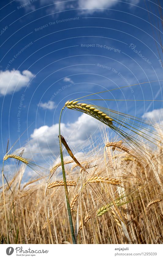 Kornfeld mit blauem Wolken Himmel Nahaufnahme Getreide Ernährung Gesunde Ernährung Umwelt Natur Nutzpflanze Getreidefeld Weizenfeld Ähren Landwirtschaft Feld