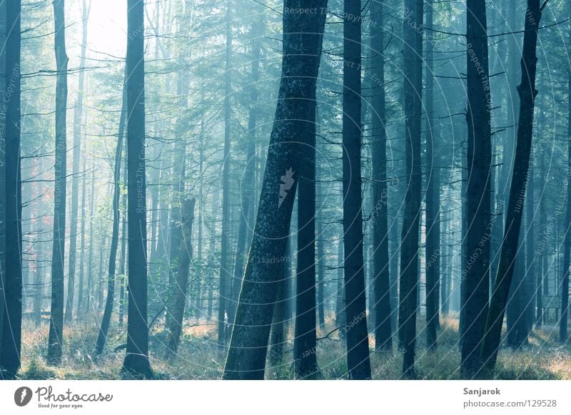 Ich glaub ich steh im Walde Nadelwald Morgen Guten Morgen Sonne Frieden Luft atmen Atem Waldboden Blatt Baum Fichte Wald-Kiefer Eiche Erlen Tanne Joggen