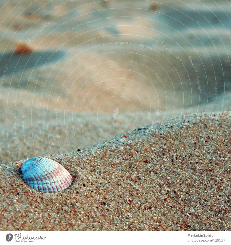 Wozu noch weit weg? Wellness Leben harmonisch Wohlgefühl Zufriedenheit Erholung ruhig Strand Meer Sand Sommer Küste Nordsee See Muschel gelb rot Heimweh Fernweh