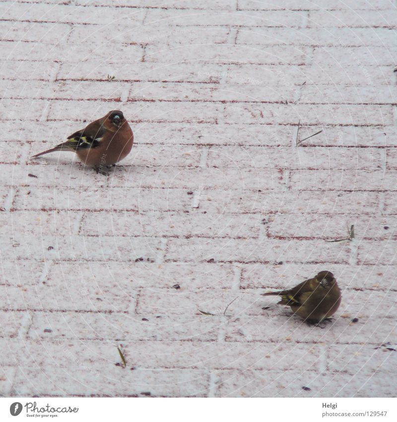 gemeinsam warten.... Vogel Buchfink Zusammensein Futter Nahrungssuche Korn Winter kalt frieren Appetit & Hunger Frühling Dezember Januar Februar März Feder