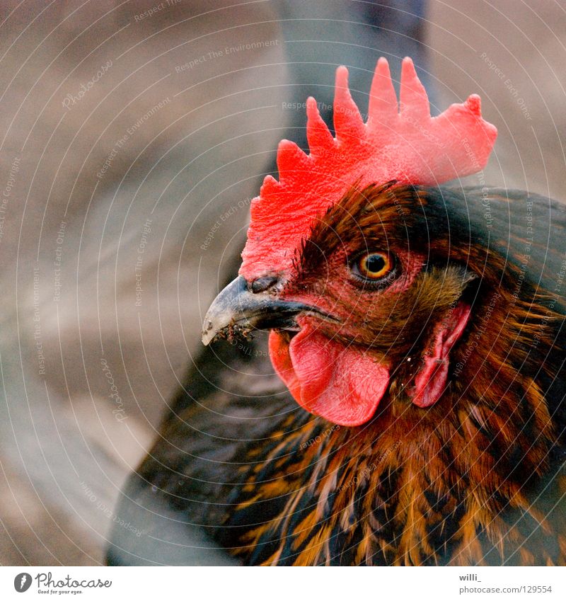 Hinter Gittern... Haushuhn Zaun Maschendrahtzaun Hahn Hahnenkamm Tier Vieh Schnabel Bauernhof Haustier gefangen schwarz braun Vogel Ei Freiland Eier Feder