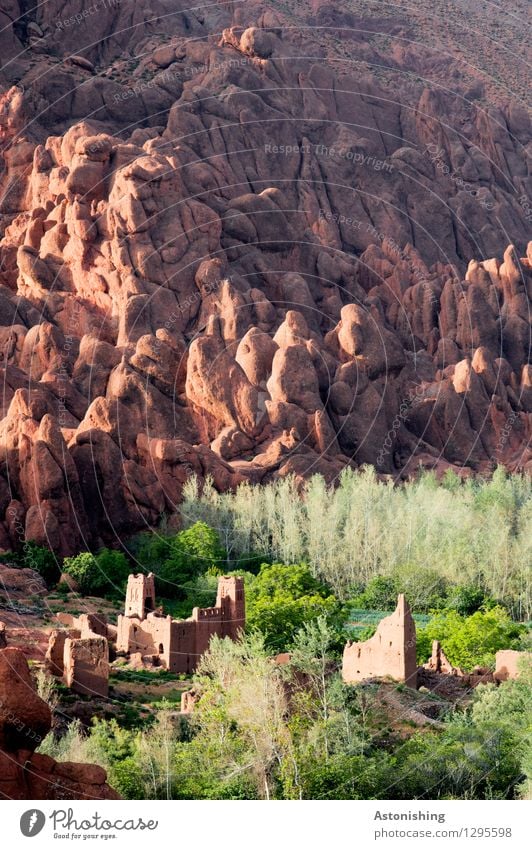 Kasbah Umwelt Natur Landschaft Pflanze Sommer Wetter Schönes Wetter Baum Gras Wald Felsen Berge u. Gebirge Atlas Oase Marokko Kleinstadt Stadt Mauer Wand