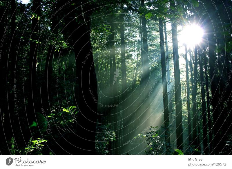 Lichtblick Wald Lichteinfall Beleuchtung Strahlung Sonnenstrahlen Lichtstreifen grün dunkel Reflexion & Spiegelung Baum Baumstamm dünn Streifen Blatt Laubwald