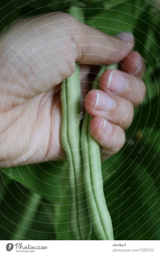 Erntezeit Lebensmittel Gemüse Vegetarische Ernährung Natur Tier Pflanze Nutzpflanze Garten Gesundheit grün Farbfoto Außenaufnahme Menschenleer Tag