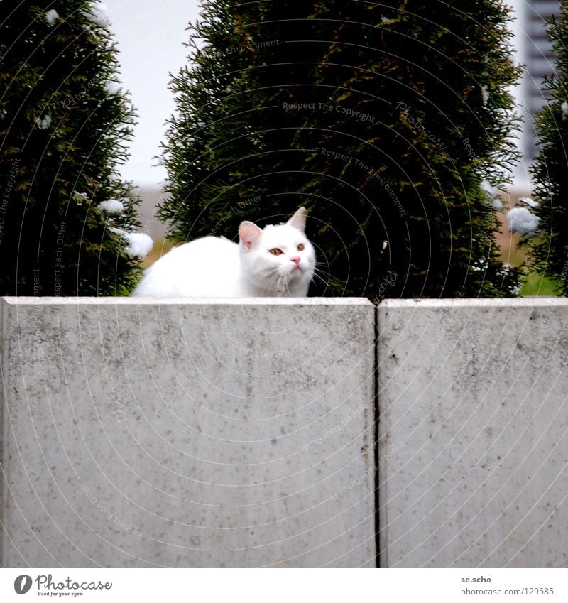 Auf der Mauer, auf der Lauer... Katze Publikum Wächter Jäger weiß grün Säugetier Jagd Versteck Garten