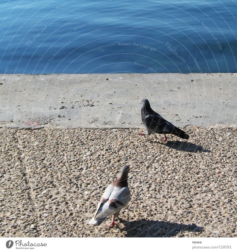 Tauben. Warten auf das Traumschiff. Anlegestelle Vogel Spaziergang gehen stehen Beton Befestigung Uferbefestigung Meer See Kieselsteine weiß schwarz begegnen