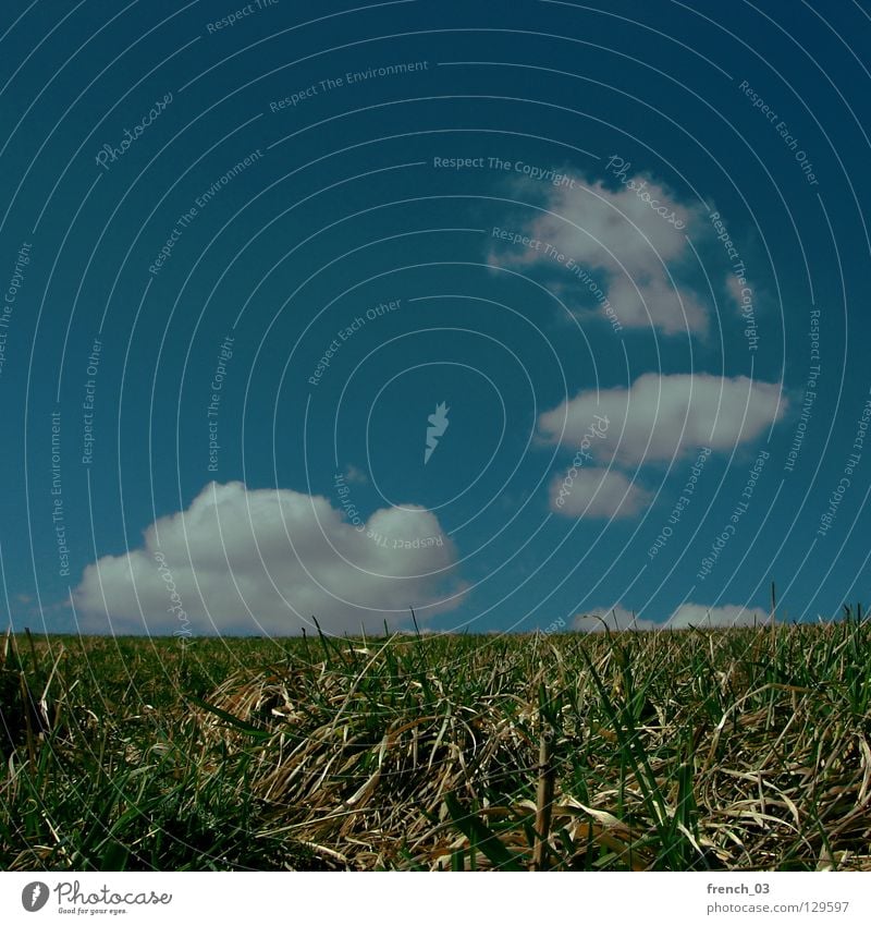 entspannter Ausblick Himmel zyan Gras Wiese Wolken weiß Licht genießen grün saftig Frühling ruhig Erholung Sommer Jahreszeiten Gefühle Halm Horizont springen