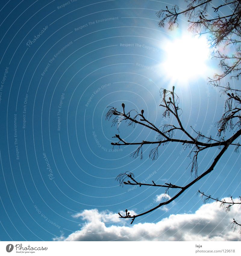 Veronika und der Lenz Himmel blau Wolken Kumulus Altokumulus floccus Ast Sonne Zweig Blütenknospen Blattknospe Kontrast Frühling aufwachen Beginn Park