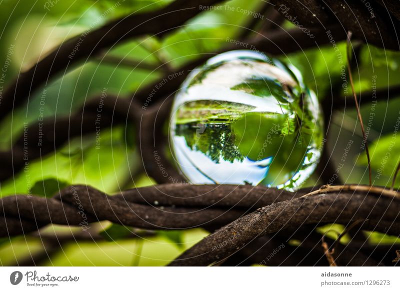 Glaskugel Natur Pflanze Garten Park Wald Dekoration & Verzierung Kitsch Krimskrams Zufriedenheit Lebensfreude achtsam Vorsicht Gelassenheit ruhig Farbfoto