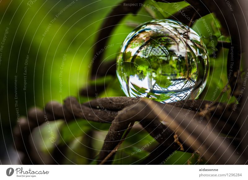 Glaskugel Pflanze Sommer Grünpflanze Garten Park Dekoration & Verzierung Gelassenheit ruhig Farbfoto Außenaufnahme Menschenleer Tag