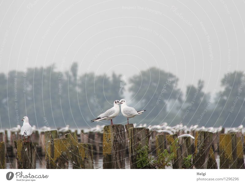 Zweisamkeit am Rande... Umwelt Natur Landschaft Pflanze Tier Sommer Nebel Baum Seeufer Wildtier Vogel Möwe 2 Tierpaar Holzpfahl Blick stehen ästhetisch