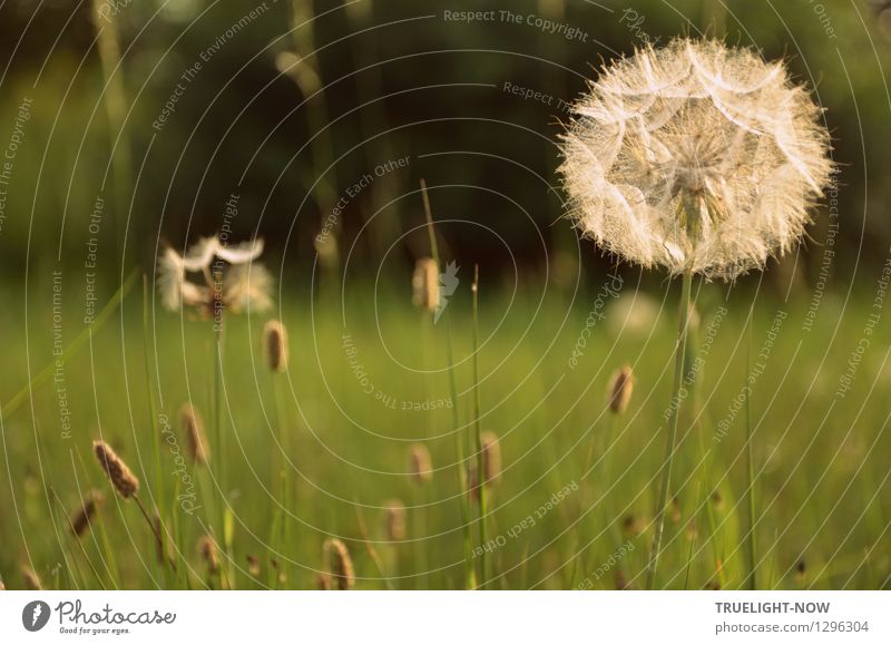 Standhaft... Umwelt Natur Landschaft Pflanze Herbst Schönes Wetter Blume Gras Wildpflanze Löwenzahn Wiese ästhetisch braun grün silber selbstbewußt Kraft