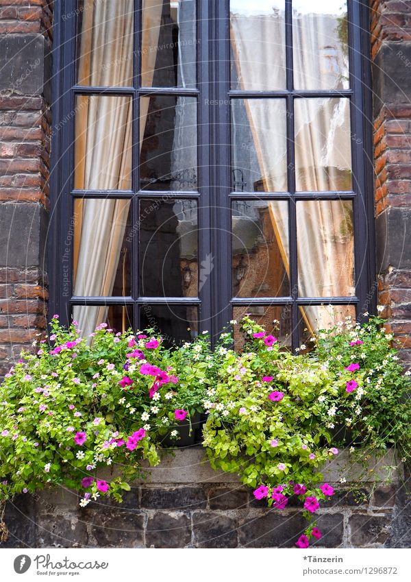 begrünt Tourismus Haus Dekoration & Verzierung Natur Sommer Schönes Wetter Pflanze Grünpflanze Topfpflanze Dorf Altstadt Gebäude Fenster Freundlichkeit