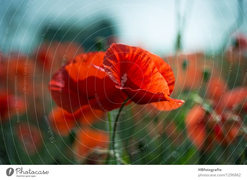 Mohn Umwelt Natur Landschaft Pflanze Sommer Schönes Wetter Blume Wiese Feld ästhetisch grün rot Lebensfreude Mohnfeld poppy Blumenfeld Farbfoto mehrfarbig