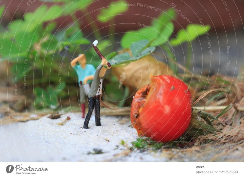 Tomatenernte 1 Garten Landwirtschaft Forstwirtschaft Mensch Natur Pflanze Architektur klein Umweltschutz Agrarökonom Bauerngarten Bauernhof Biotop Ernte