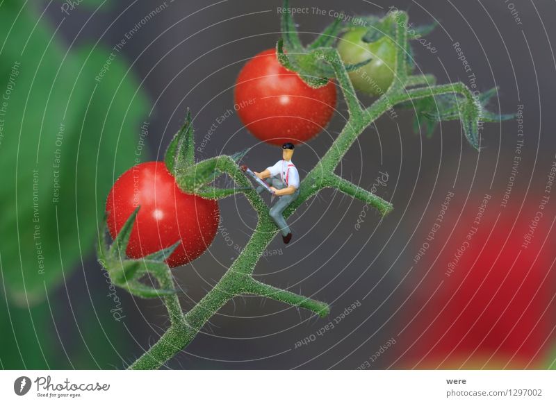 Tomatenernte 3 Garten Landwirtschaft Forstwirtschaft Mensch Natur Pflanze Architektur klein Umweltschutz Agrarökonom Bauerngarten Bauernhof Biotop Ernte