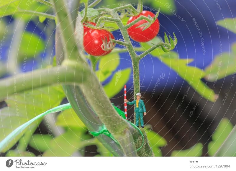 Tomatenernte 2 Garten Landwirtschaft Forstwirtschaft Mensch Natur Pflanze Architektur klein Umweltschutz Agrarökonom Bauerngarten Bauernhof Biotop Ernte