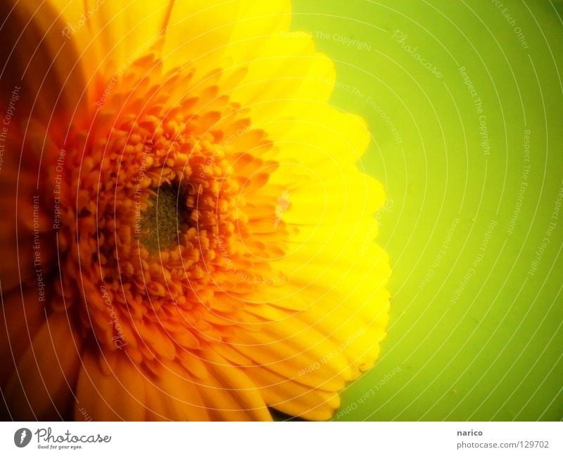 ..gelb..grün..Frühling! mehrfarbig Licht Schatten Freude Leben Sommer Pflanze Blume Blüte dunkel frisch hell weich Farbe Gerbera Würzburg gelbe Blume narico