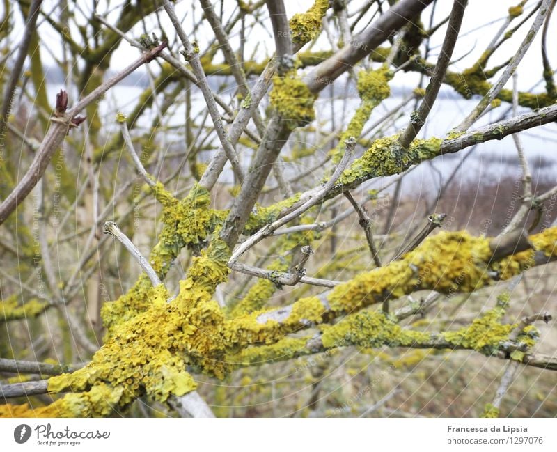 Xanthoria parietina Garten Pflanze Winter Sträucher Flechten Feld Seeufer Holz Netzwerk atmen leuchten tragen Wachstum authentisch dunkel Ekel klein nah viele