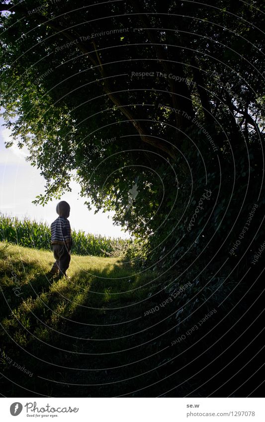 Das Kind Sommer Kleinkind Kindheit 1 Mensch 1-3 Jahre Natur Feld Wald entdecken dunkel grün schwarz Stimmung Romantik geheimnisvoll Österreich Maisfeld Farbfoto