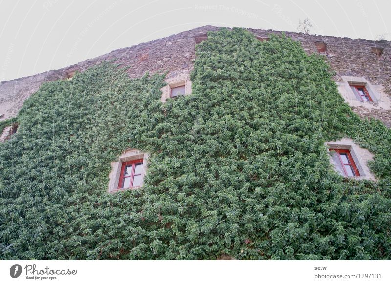 Rapunzel, lass dein Haar herunter! Efeu Osterburg Bundesland Niederösterreich Architektur Burg oder Schloss Burgruine grün Farbfoto Menschenleer