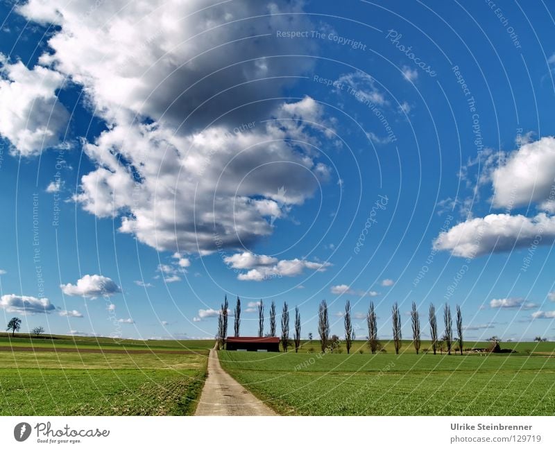 Pappelreihe mit Feldweg im Frühling Farbfoto Außenaufnahme Menschenleer Natur Landschaft Himmel Wolken Wetter Baum Gras Linie gehen wandern frisch saftig blau