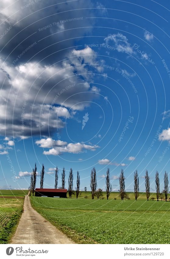 Pappelreihe mit Feldweg im Frühling Farbfoto Außenaufnahme Menschenleer Natur Landschaft Himmel Wolken Wetter Schönes Wetter Baum Gras Wiese Linie gehen frisch