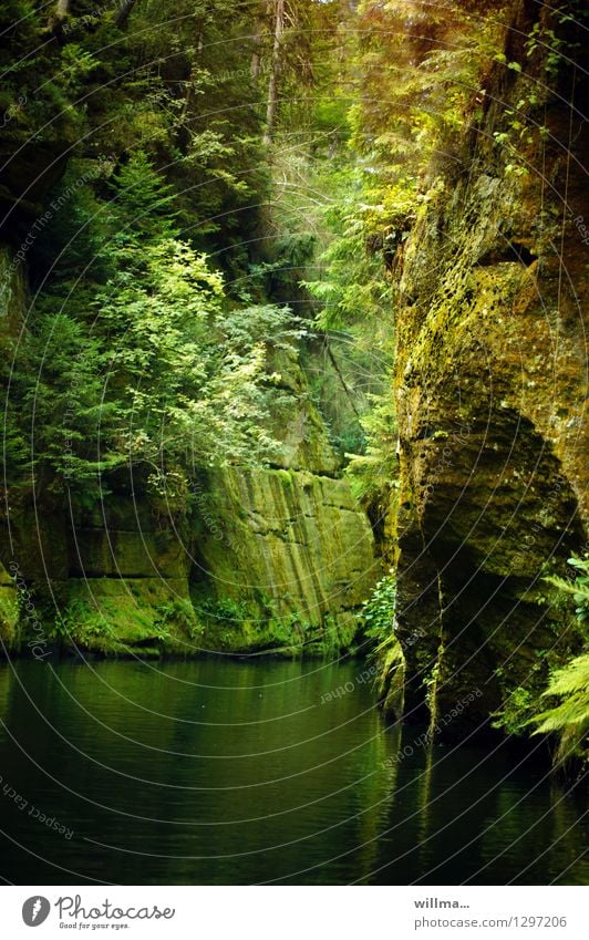 Edmundsklamm in der Böhmischen Schweiz in Hrensko Klamm Fluss Felsen Ausflug Natur Landschaft Baum Felsenschlucht Tschechien Elbsandsteingebirge leuchten grün